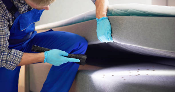 Wasp Removal Services in Madison Lake, MN