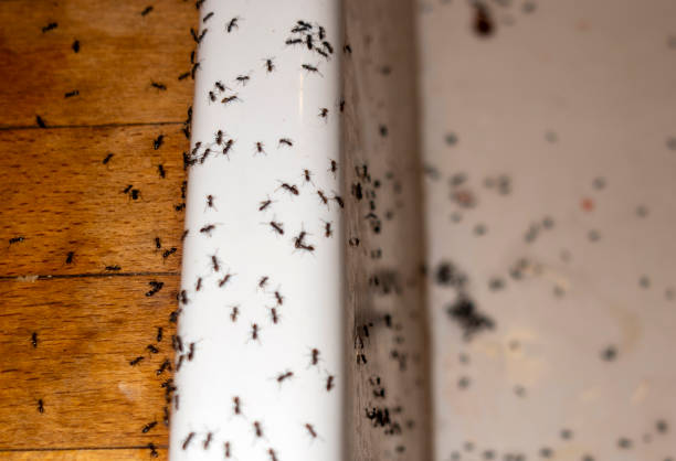 Best Commercial Pest Control Services  in Madison Lake, MN