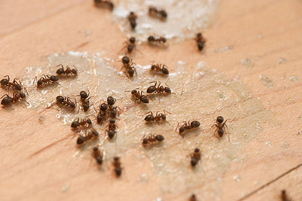 Best Ant Control Services  in Madison Lake, MN