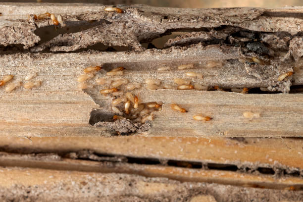 Best Affordable Pest Control Services  in Madison Lake, MN