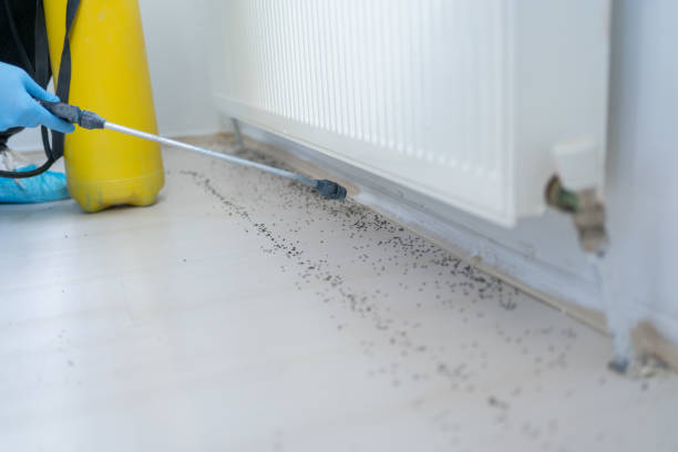 Best Flea Control Services  in Madison Lake, MN